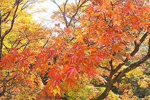 用作公園