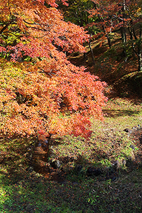 用作公園