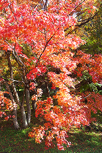 用作公園