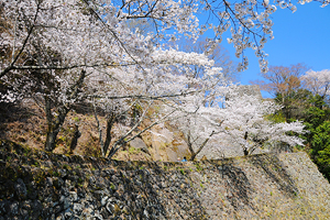 岡城跡